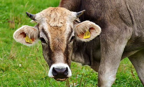 brown cow on grass thumbnail