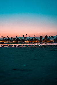 flock of birds during sunset thumbnail