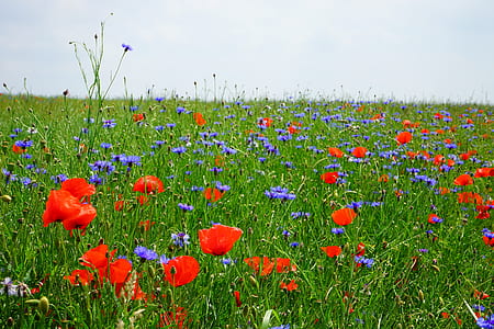 red poppy flower and purple cornflower field thumbnail