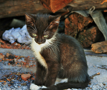 tuxido kitten near log thumbnail