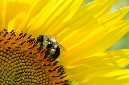 Close-up of Bee on Yellow Flower thumbnail