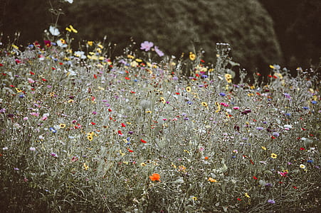 bed of flowers during daytime thumbnail