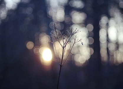 selective focus photography of plant thumbnail