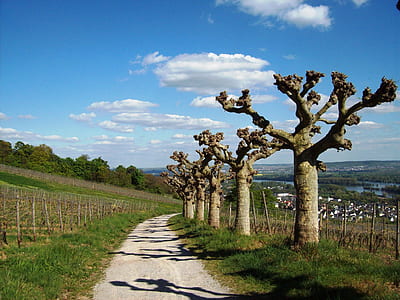 brown trees under white clouds thumbnail