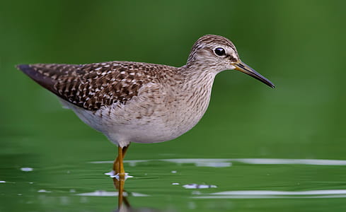 Close-Up Photography of Willet Bird on Water thumbnail