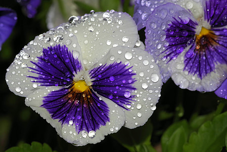 shallow focus of purple and white flowers thumbnail