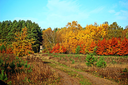 Autumn Forest, Indian Summer thumbnail