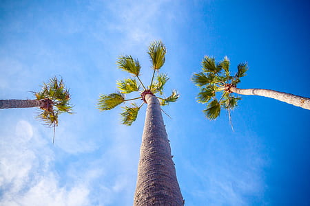 low angle photography of three coconut trees at daytime thumbnail