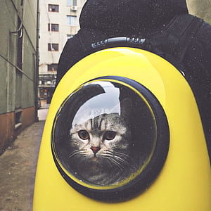 person carrying yellow capsule pet trailer with gray cat inside thumbnail