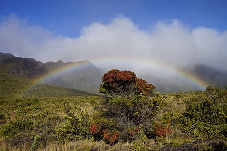 forest with rainbow thumbnail