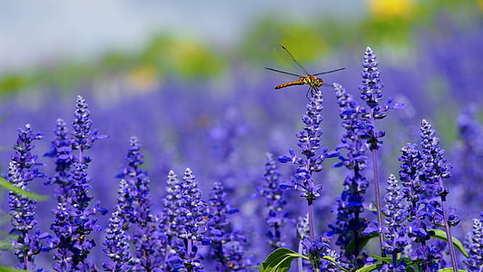macro photography of purple flowers thumbnail