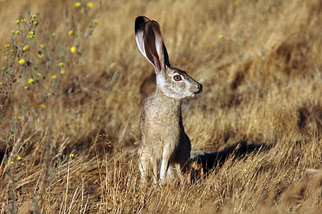 gray rabbit on brown grass field during daytime thumbnail