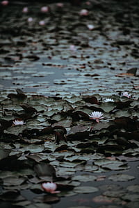 tilt-shift lens photography of water lilies thumbnail