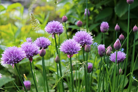 photo pf purple petaled flowers thumbnail
