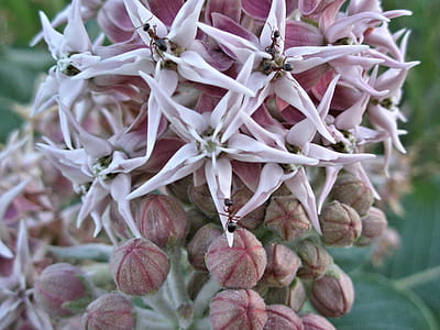 Surprised to see ants attracted to a milkweed flower thumbnail