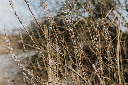 Fresh spring catkin branches thumbnail