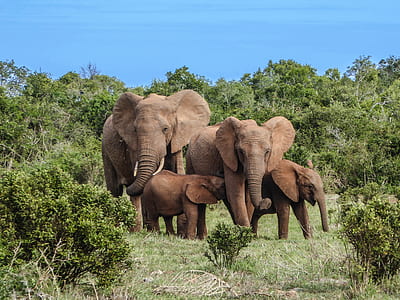 four brown elephants thumbnail