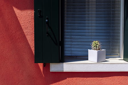 white window blinds behind green leafed plant thumbnail