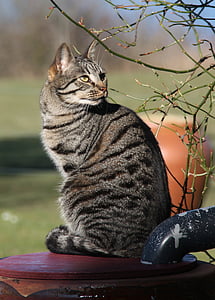 brown tabby cat sitting beside plant thumbnail