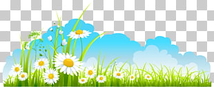 Spring , Spring Decor Sky Grass and Camomile , white petaled flowers PNG clipart
