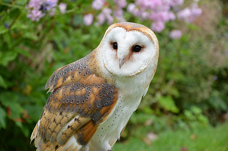 brown and white owl at daytime thumbnail
