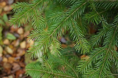 close-up photo of green fern leafes thumbnail