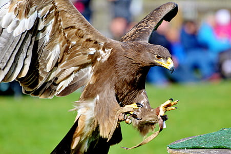 tilt shift lens photography of brown eagle during daytime thumbnail