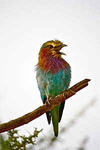 bird taxidermy thumbnail