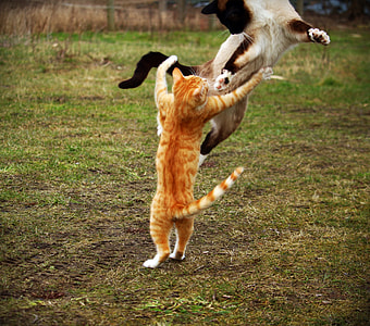 orange tabby cat and Siamese cat playing thumbnail