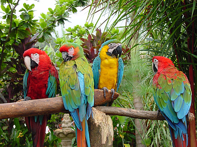 four multicolored parrots perched on brown wooden branch at daytime thumbnail