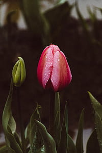 selective focus photography of pink tulip thumbnail