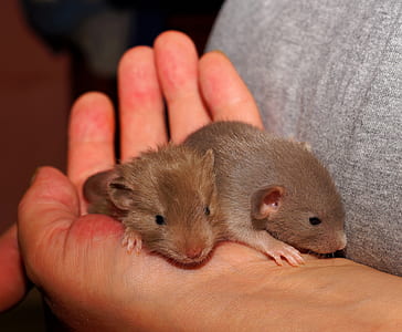 person holding gray mice thumbnail