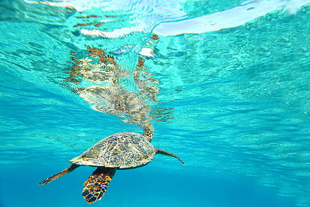 underwater photography of brown turtle thumbnail