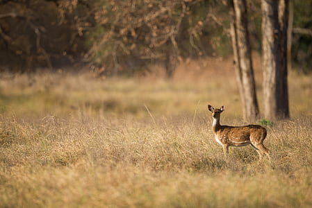 deer on grass field during daytime thumbnail