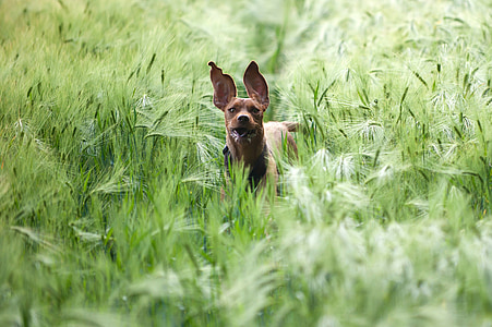 short-coated tan dog walking on grass at daytime thumbnail