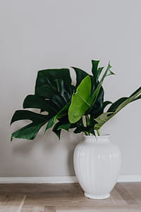 Dark green leaves of monstera thumbnail