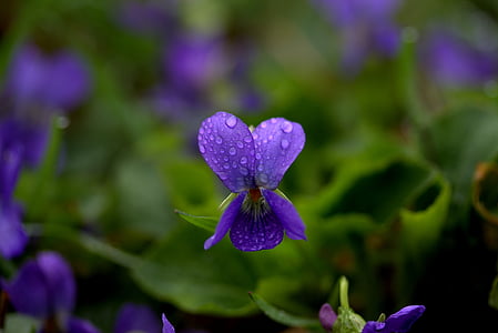 macro photography of purple violet flowers thumbnail