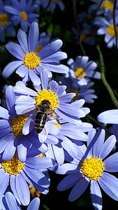 macro photography of honey bee on flower thumbnail