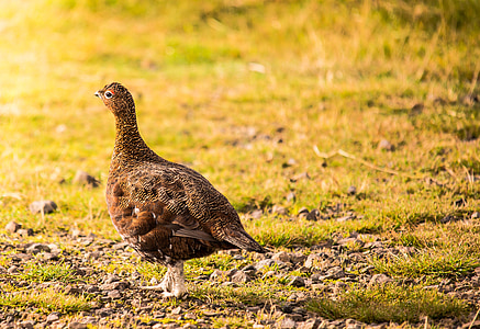 selective focus photography of peahen thumbnail