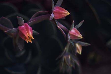 closeup photo of pink-and-yellow petaled flowers thumbnail