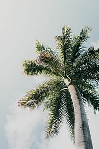 worms eye view of brown and green palm trees thumbnail