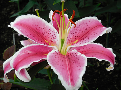closeup photo of pink petaled flower thumbnail
