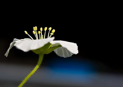 white petaled flowers thumbnail