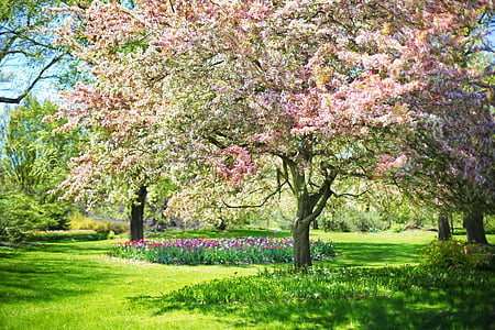 pink trees thumbnail