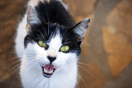 white and black cat photo thumbnail