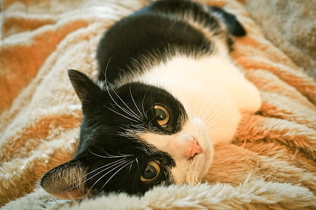 selective focus photography of bicolor cat thumbnail