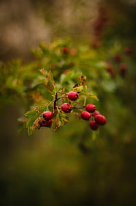 selective focus photograph of red berry thumbnail