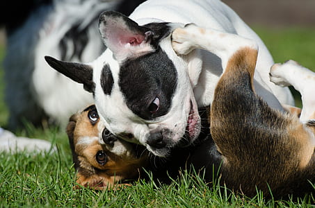 adult tricolor beagle and adult black and white French bulldog playing on green grass field at daytime thumbnail