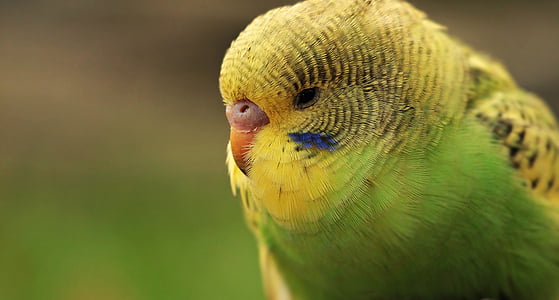 green and yellow parakeet thumbnail