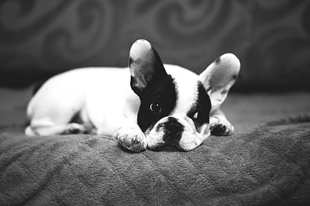 grayscale photography of dog lying on textile thumbnail